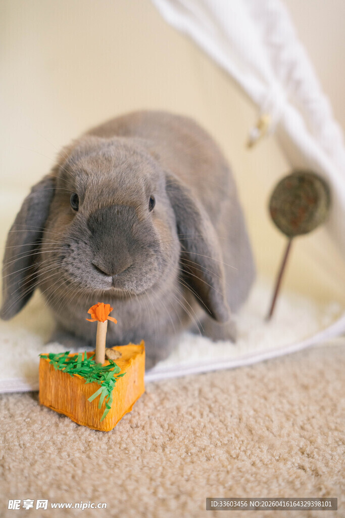 灰兔伴南瓜装饰温馨画面