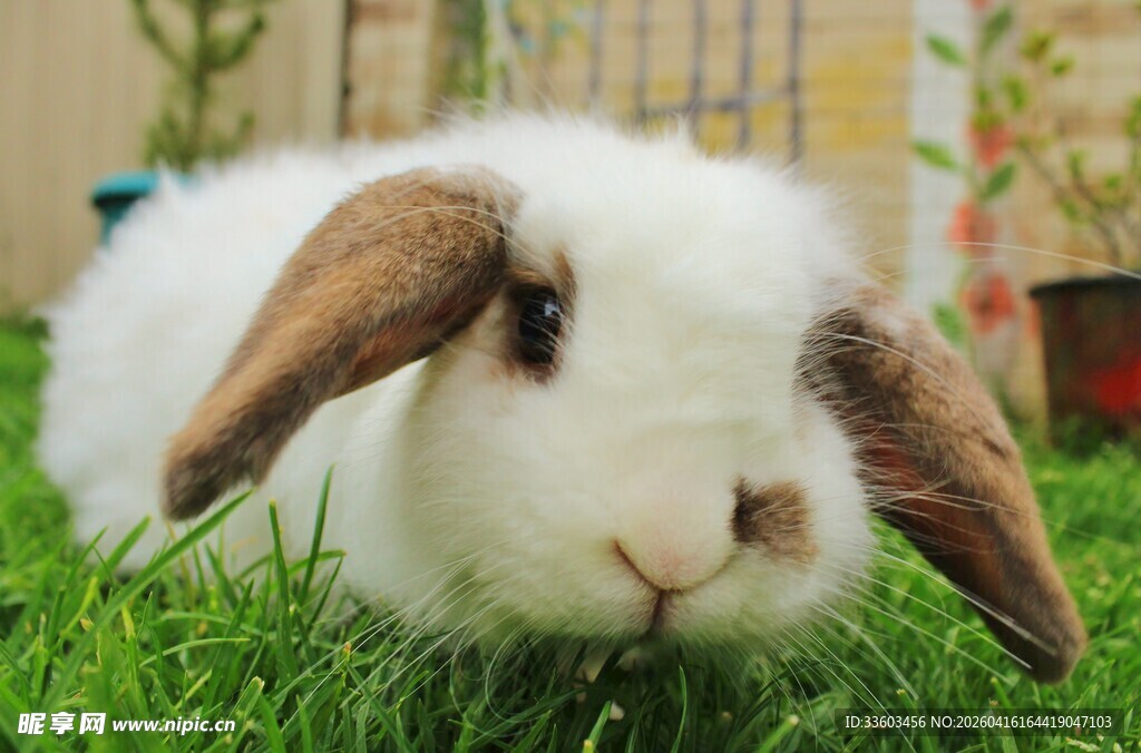 可爱垂耳兔趴在绿草地上