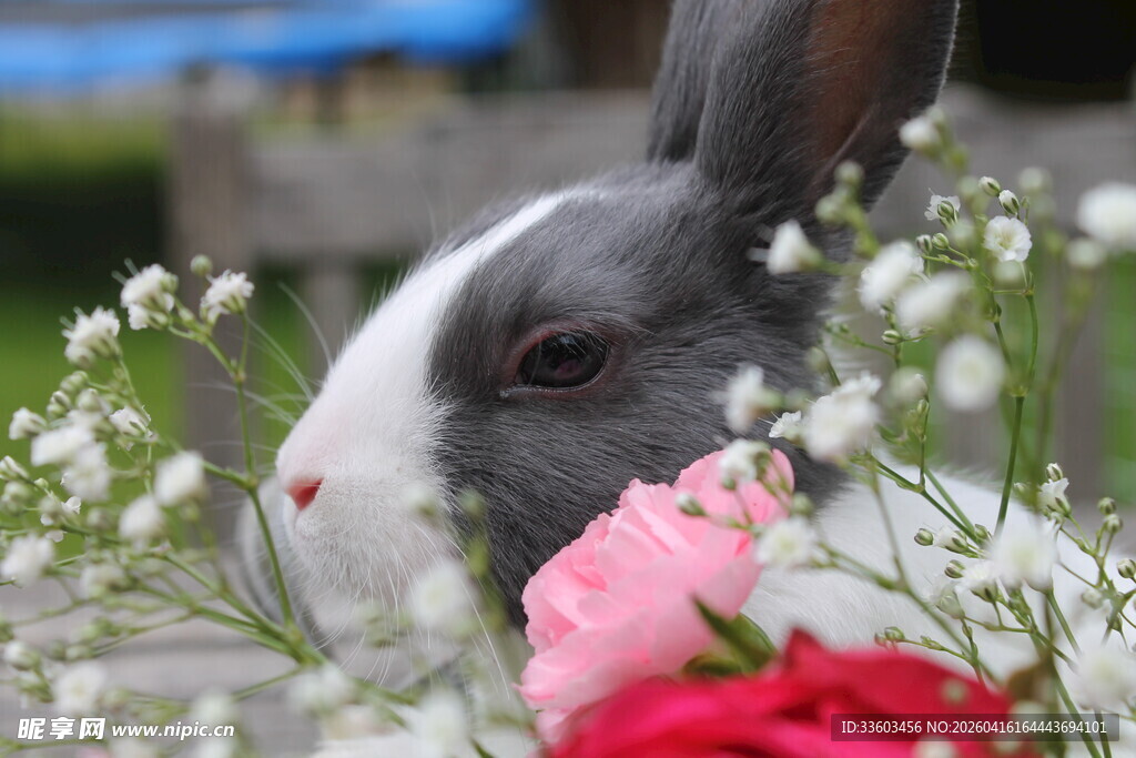 灰白兔与粉花相伴