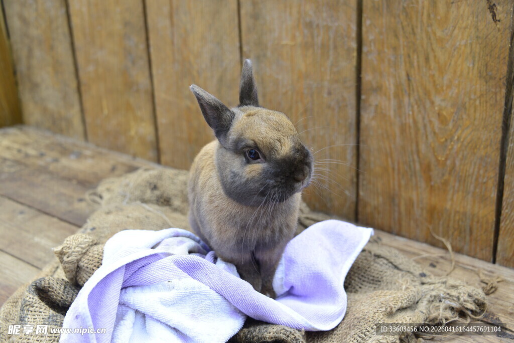 穿紫衣的可爱小兔子