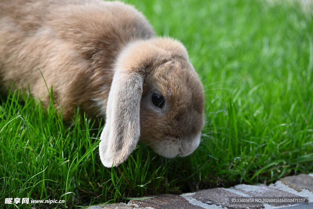 可爱垂耳兔嗅闻嫩绿青草