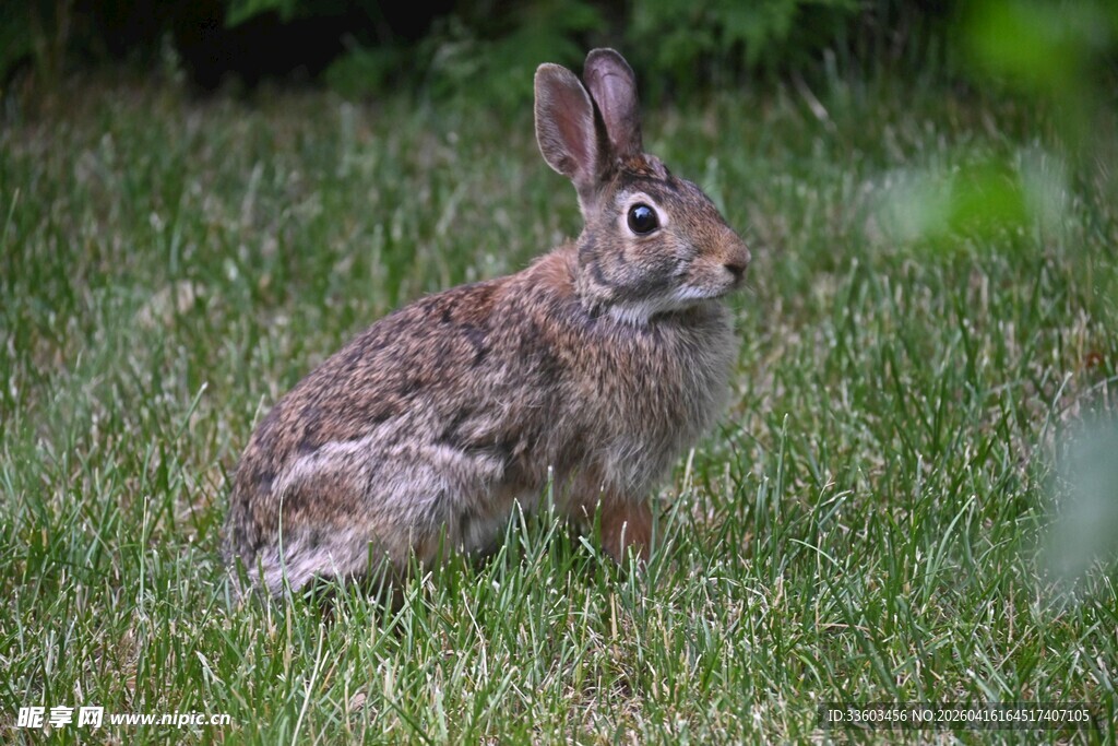 草地上的可爱小兔子