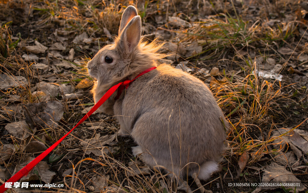 拴红绳的可爱灰兔子