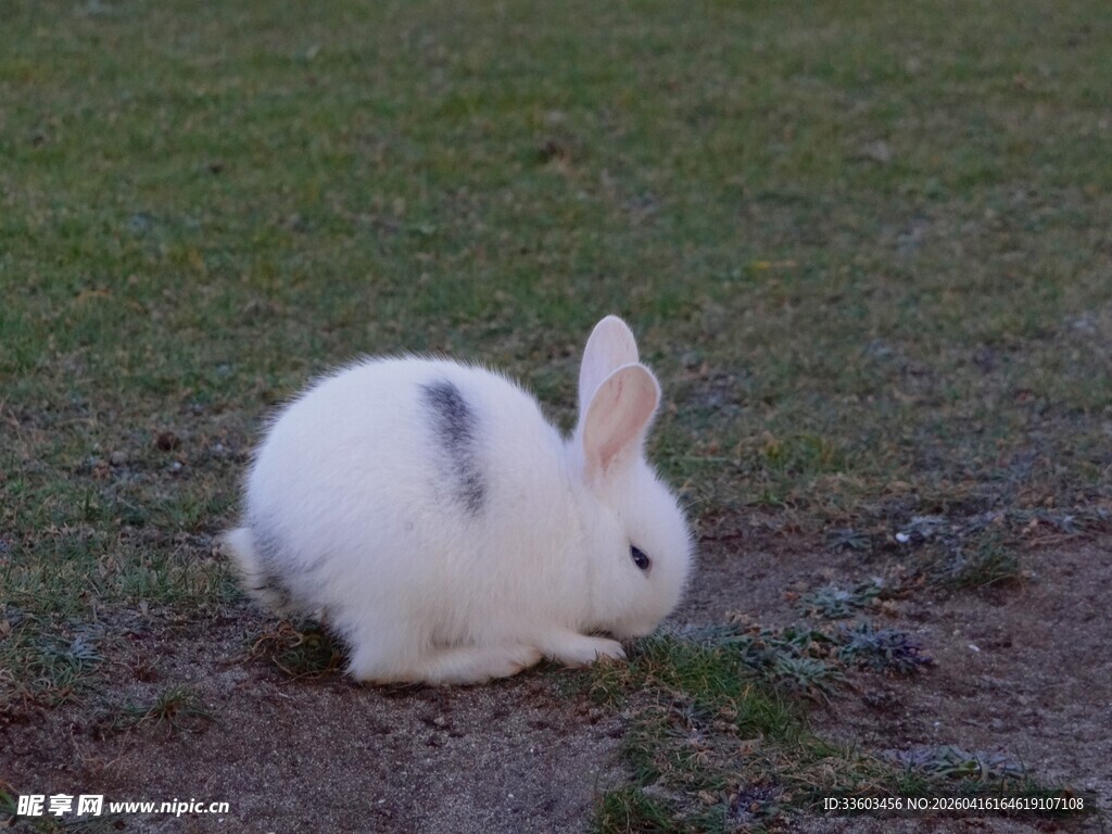 草地上的可爱小白兔