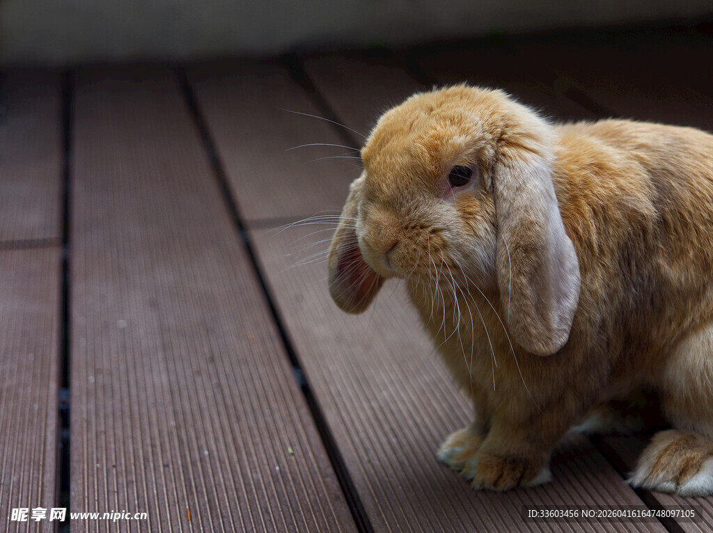 可爱垂耳兔静立木地板上