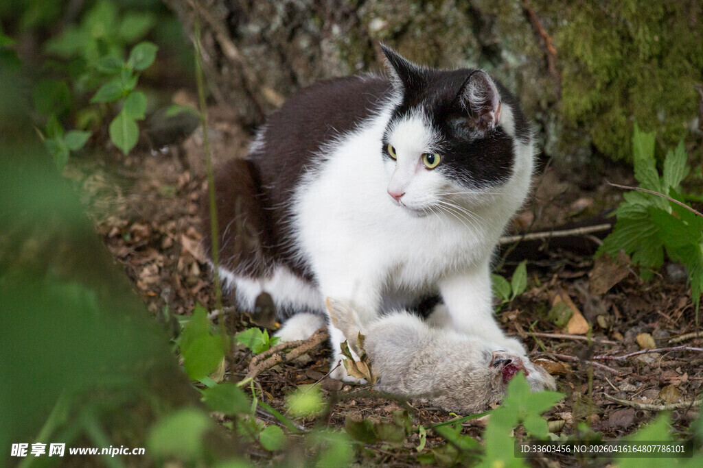 黑白猫守护着猎物