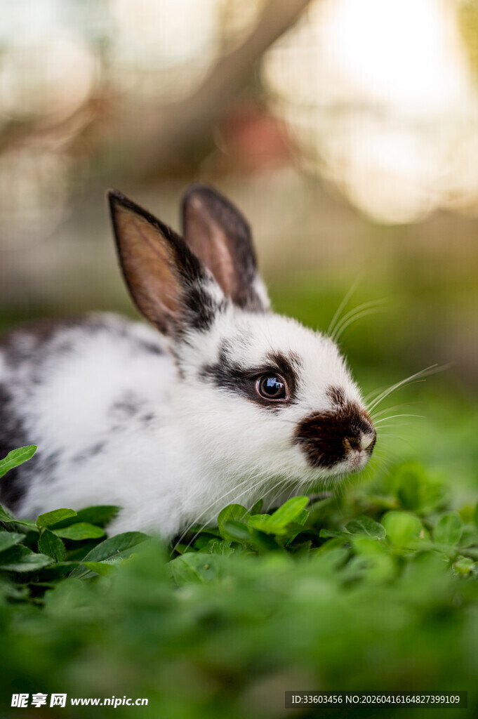 草地上可爱的黑白小兔子
