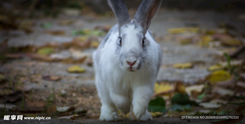 田野中的可爱白兔