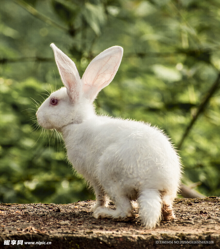白兔立于绿植前