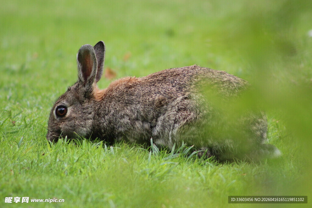 草地上休憩的野兔