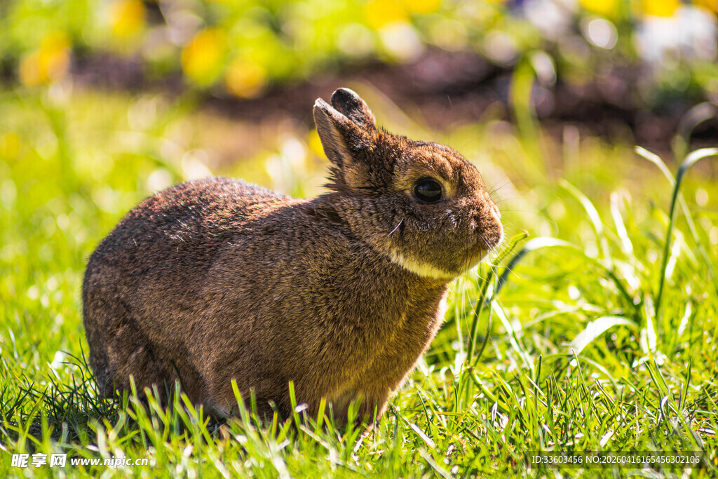 草地上的棕色野兔