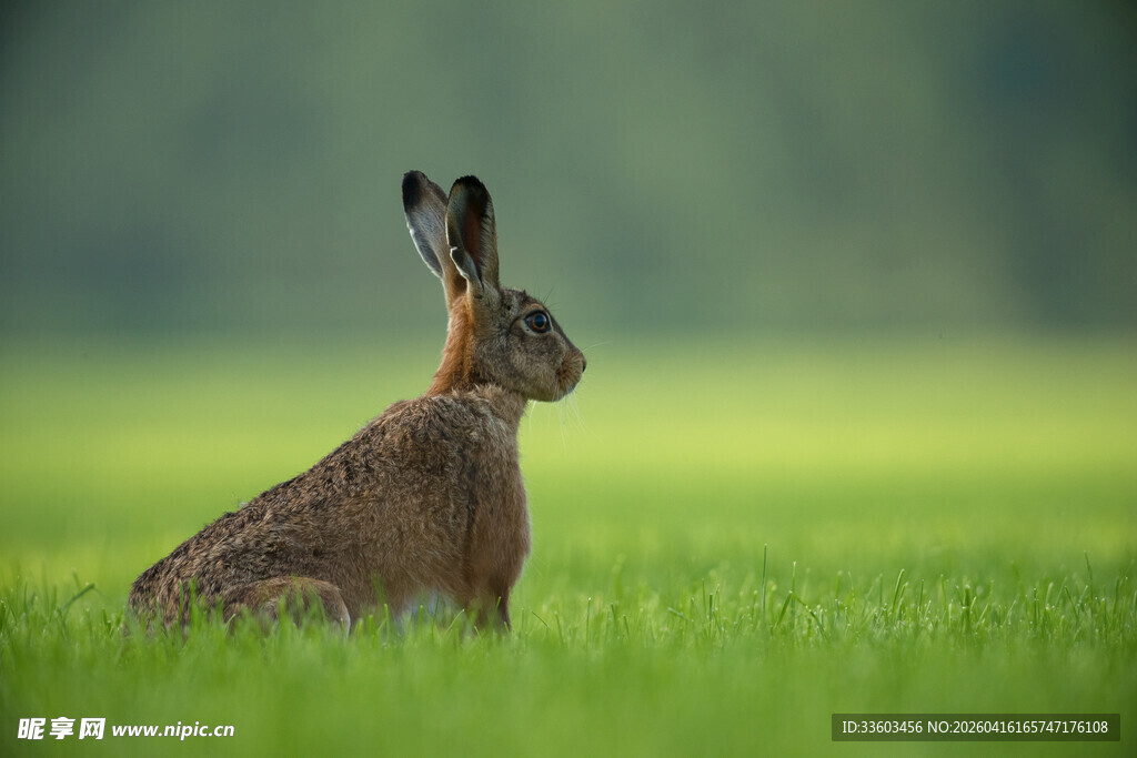 草地上的野兔