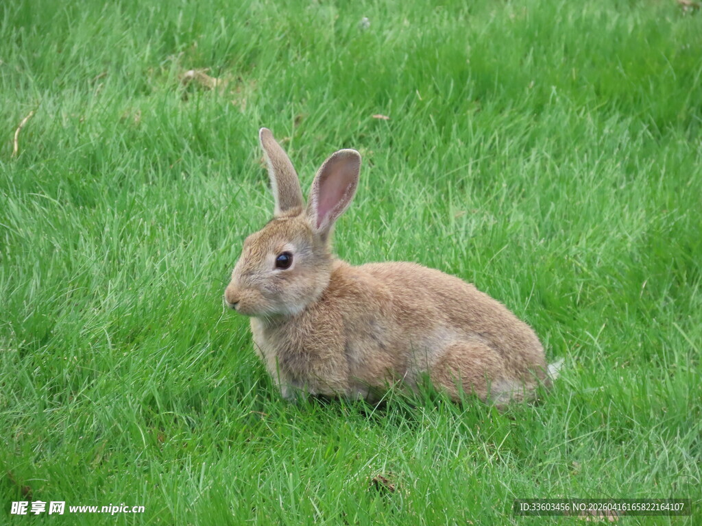 草地上的可爱小兔子