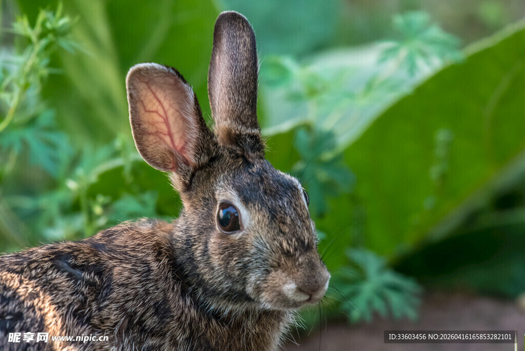 草丛中的可爱野兔