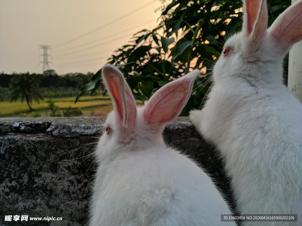 夕阳下的两只白兔