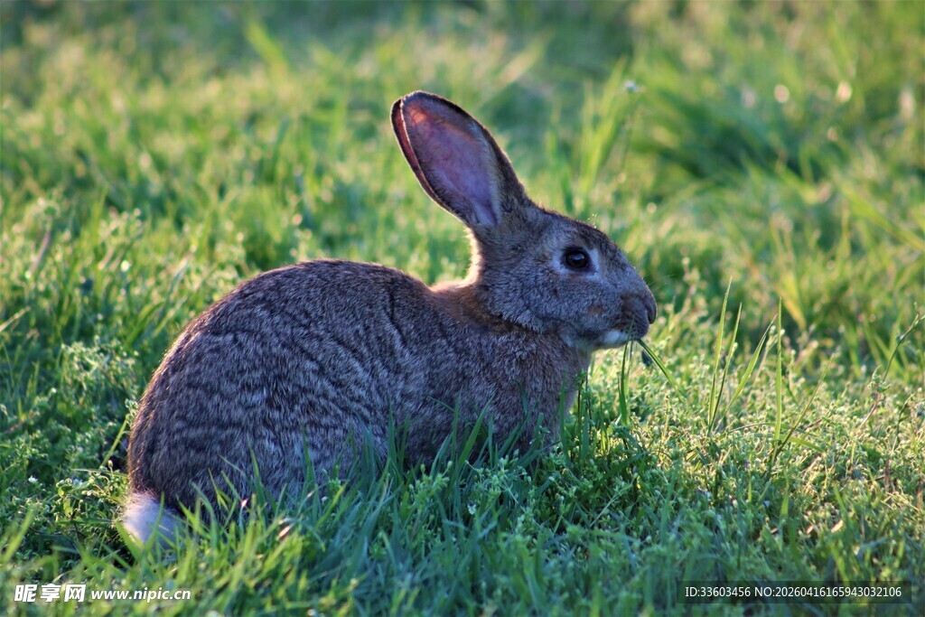 草地上的灰兔