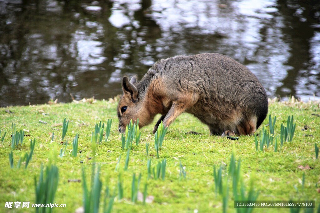 草地上觅食的野生动物