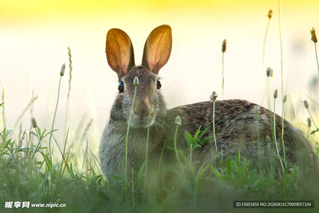 草丛中的野兔