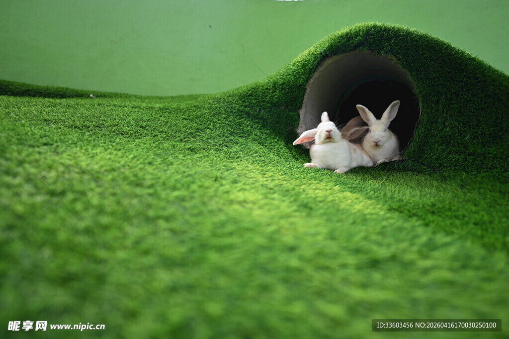 草地上可爱的兔子躲在洞