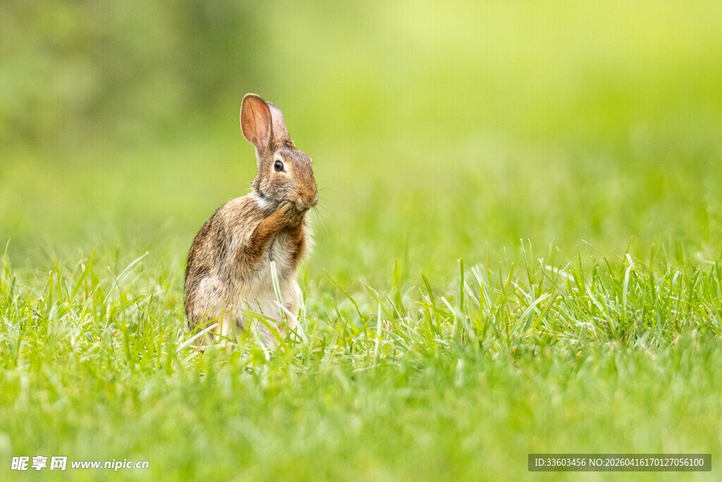 草地上站立的可爱野兔