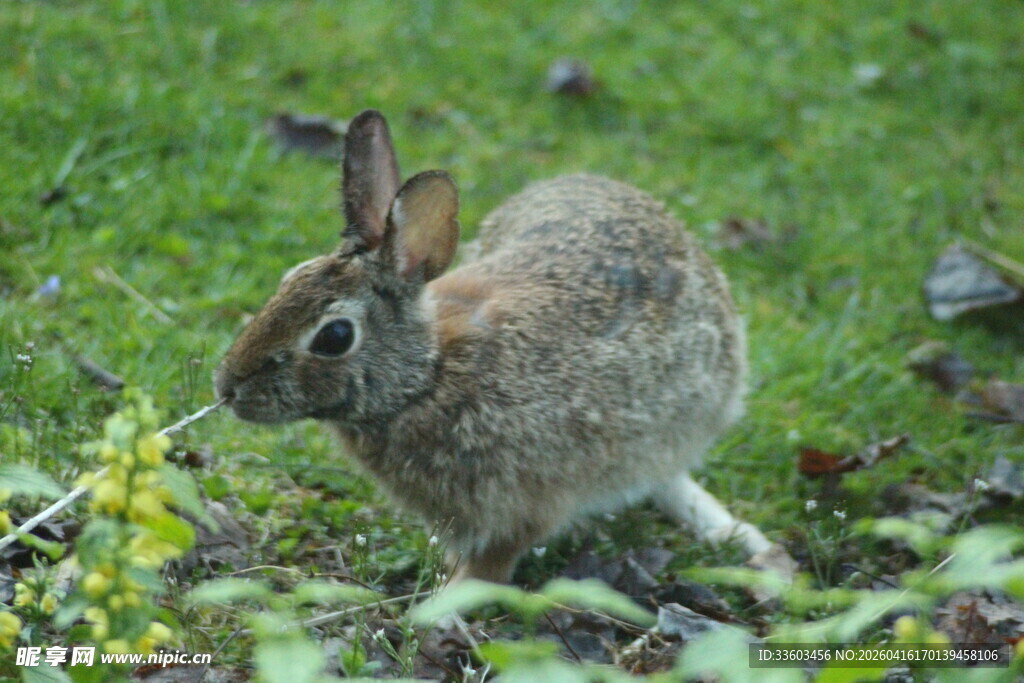 草地上的灰褐色野兔