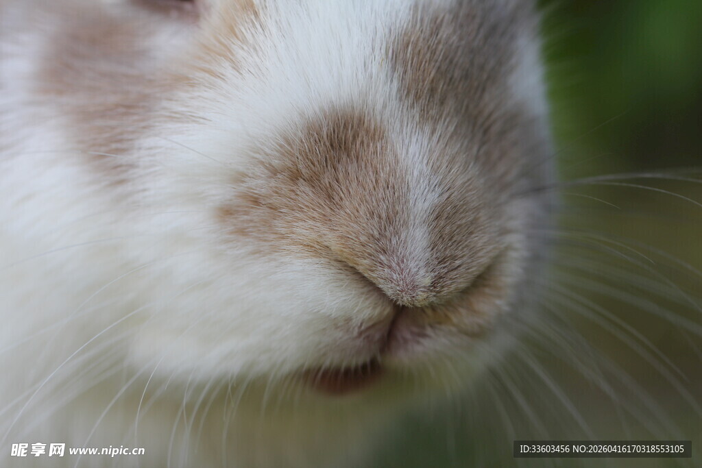 可爱白兔特写