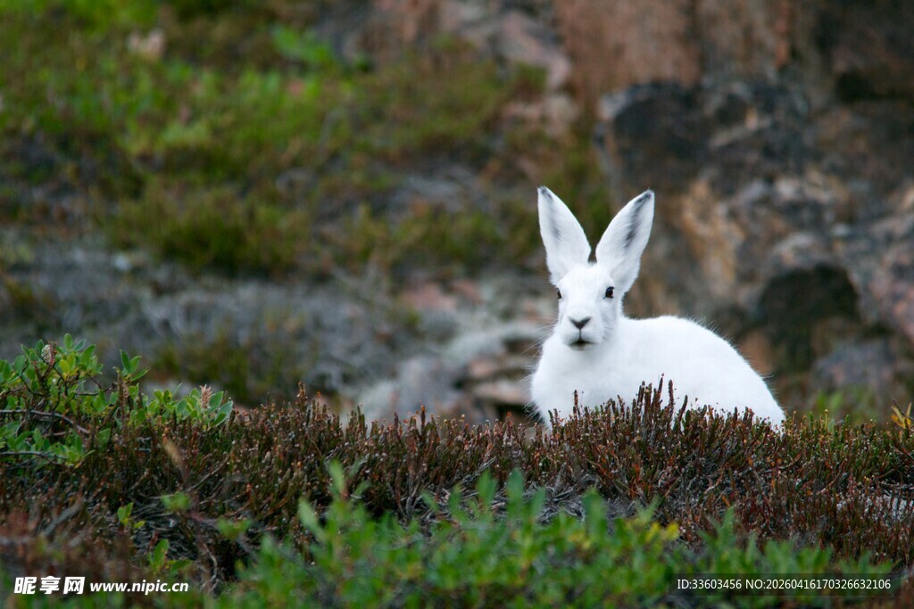 雪地白兔藏身草丛