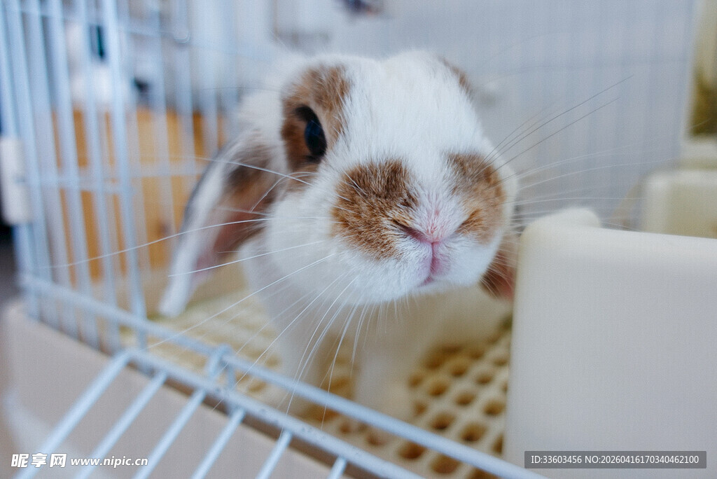 可爱萌兔在笼中张望