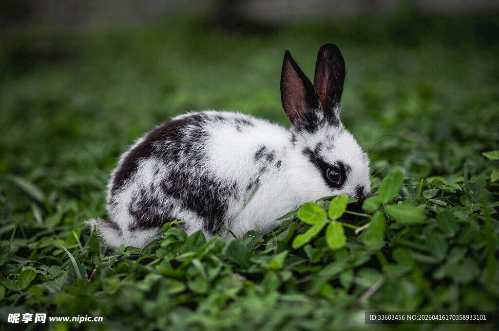 黑白花兔在草地进食