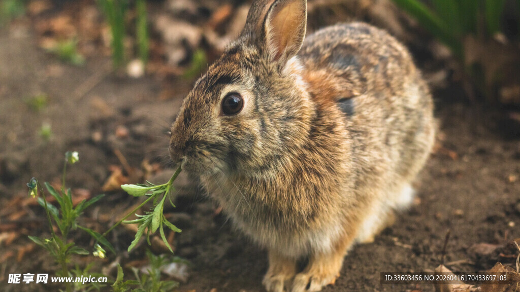 野外可爱棕色兔子