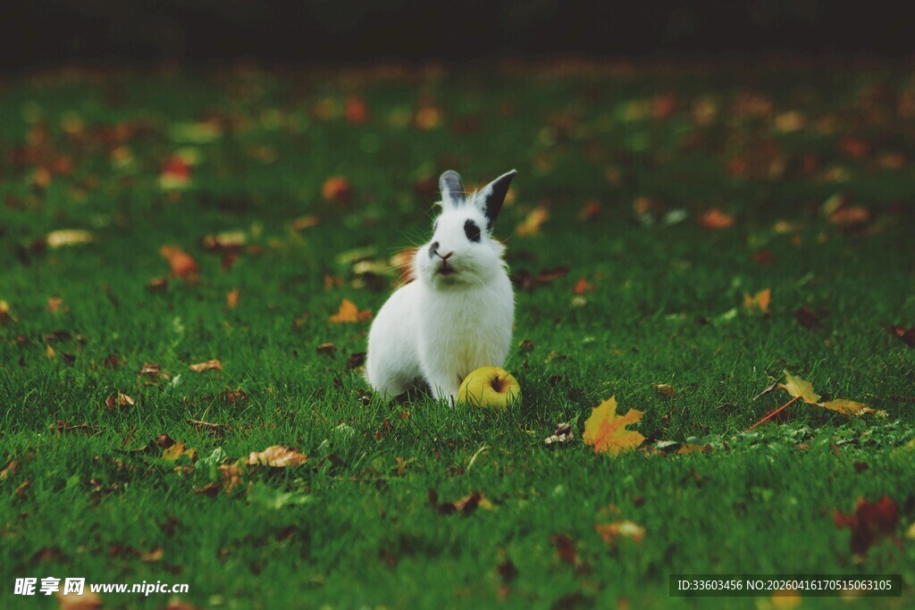 草地上的可爱白兔