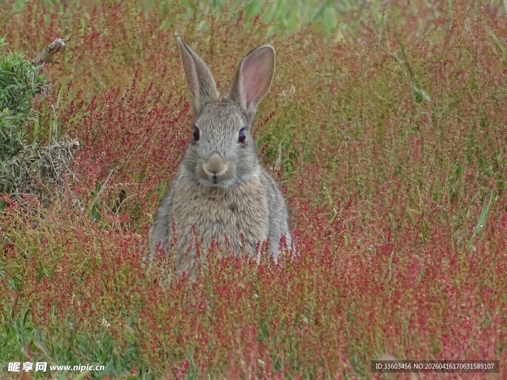 草丛中的灰兔