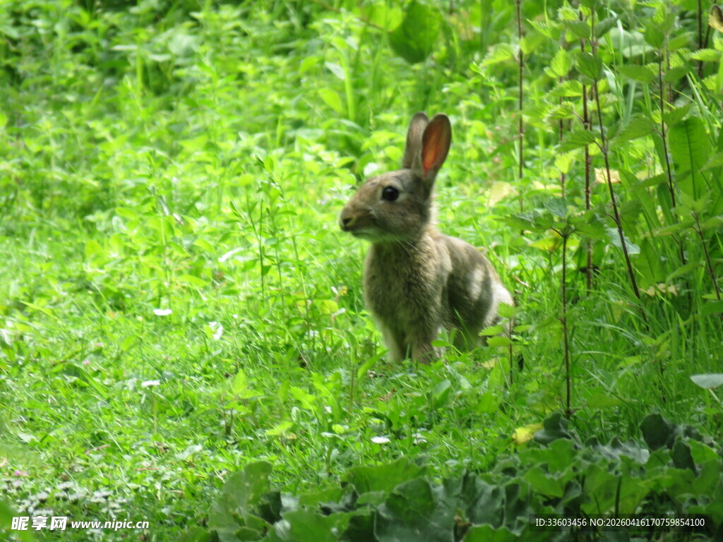 草丛中的灰兔