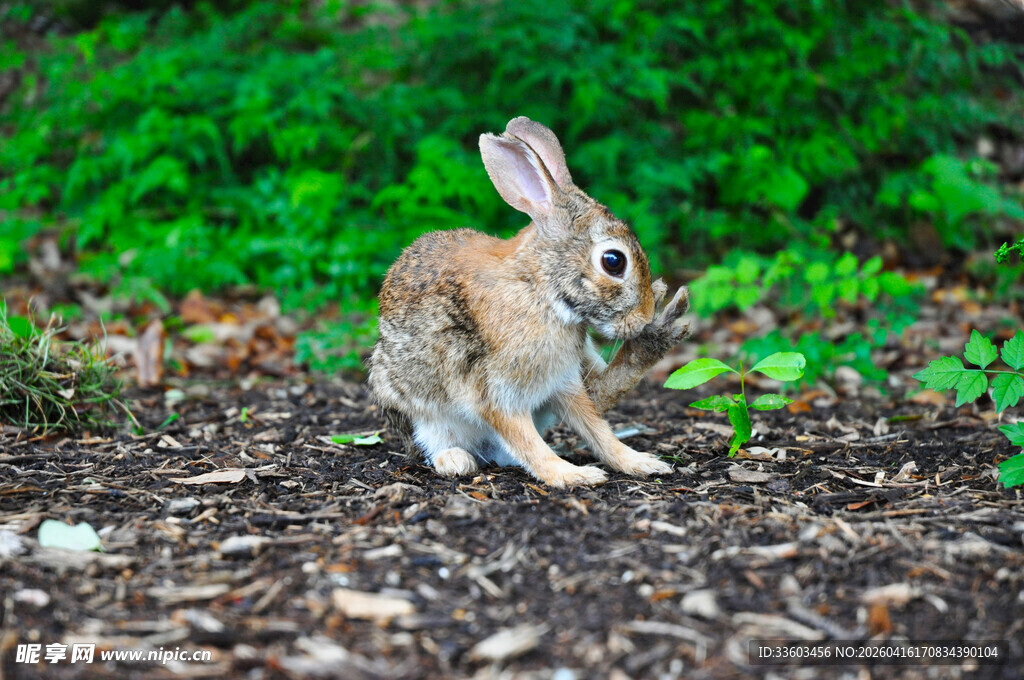 野外的可爱小兔子