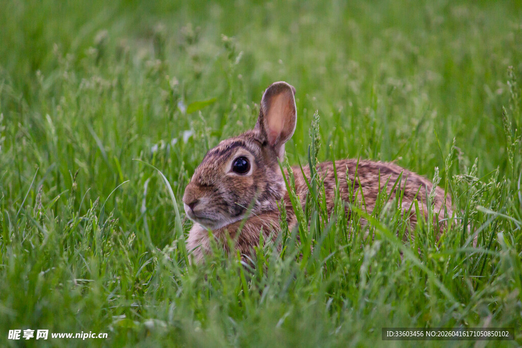 草丛中的可爱野兔