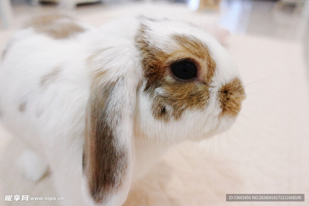 可爱垂耳兔特写
