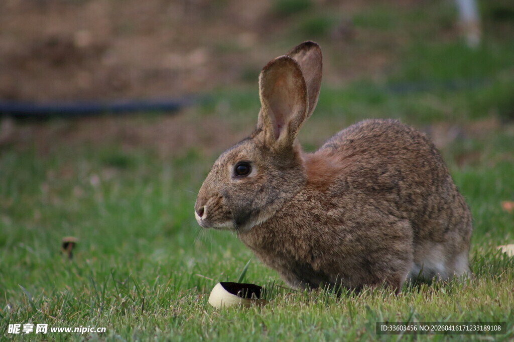 草地上的棕色野兔
