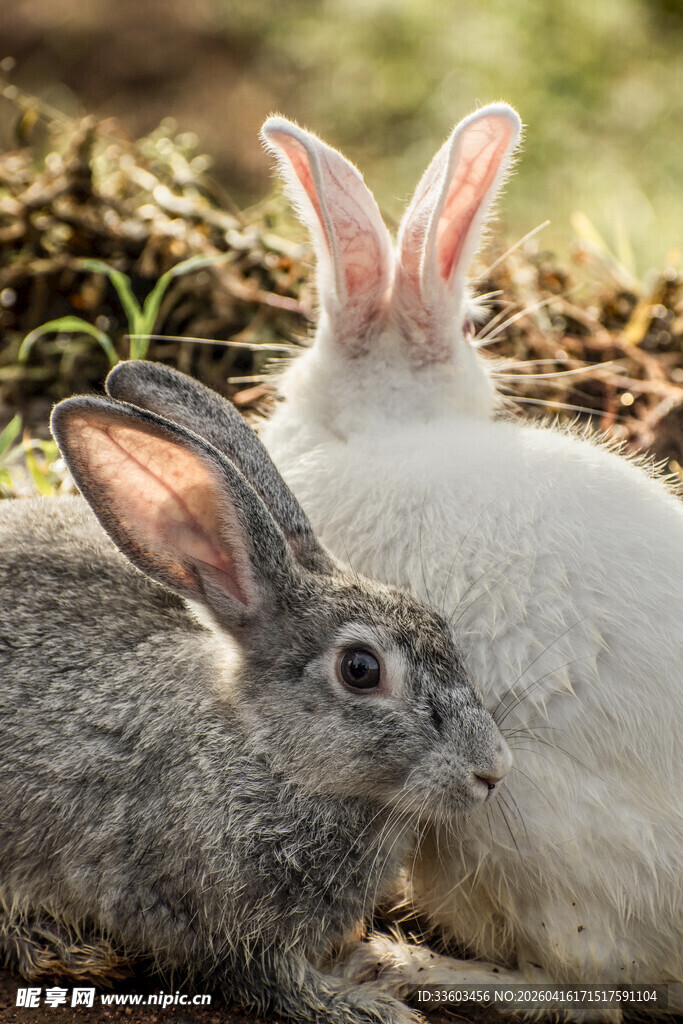 两只可爱兔子依偎在一起