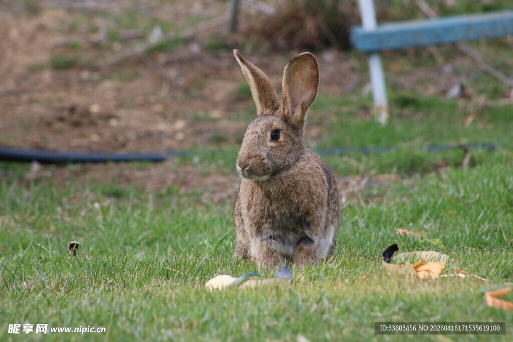 草地上的站立野兔