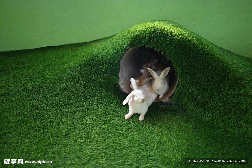 草地上的萌宠依偎在一起