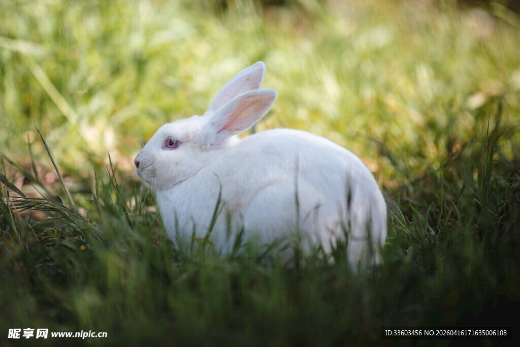 草地上的可爱白兔
