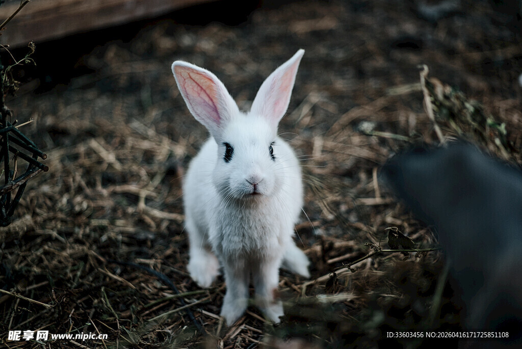 可爱白兔于地面好奇张望