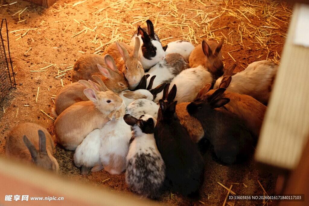 一群兔子