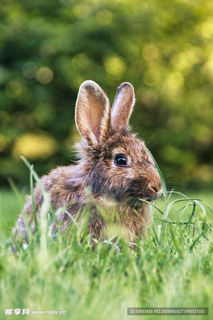 草地上的可爱小兔子