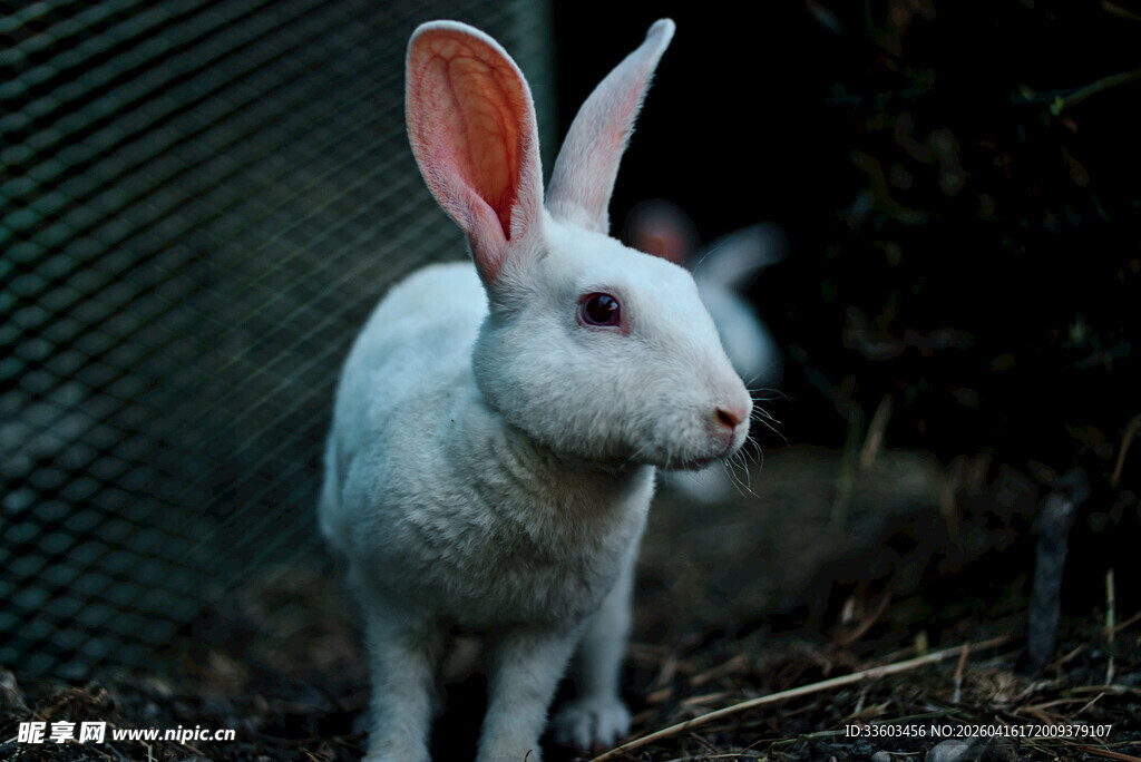 白兔立于草丛中