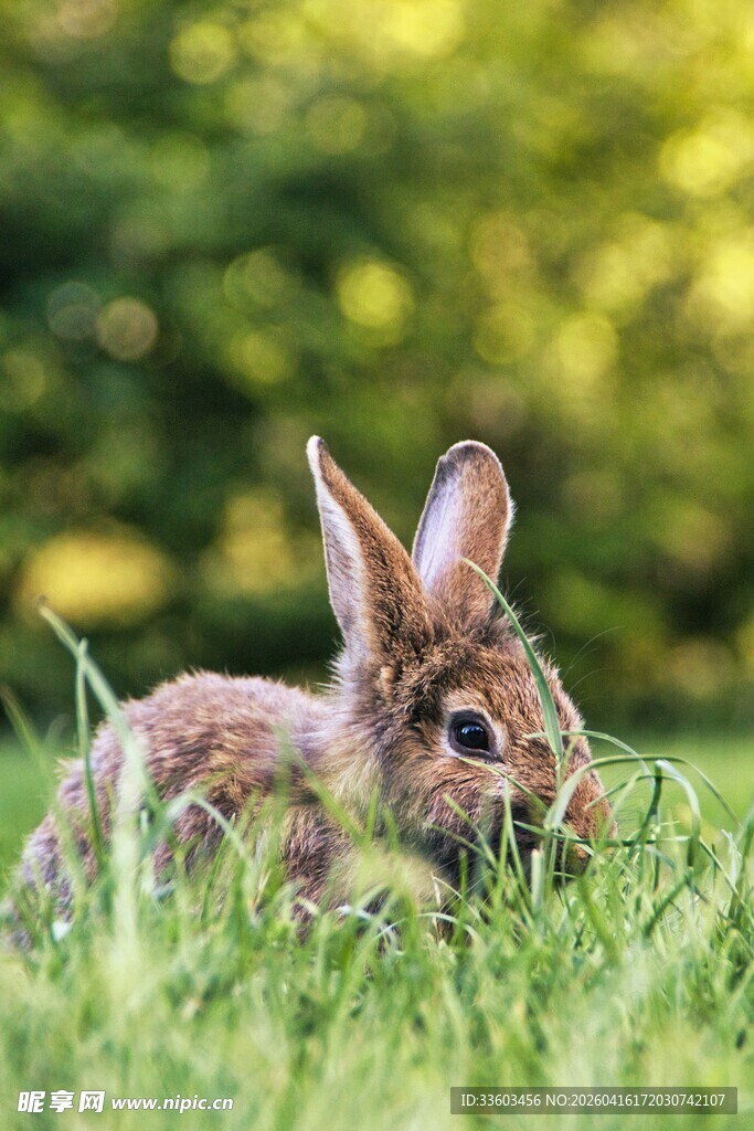 草地上的可爱小兔子