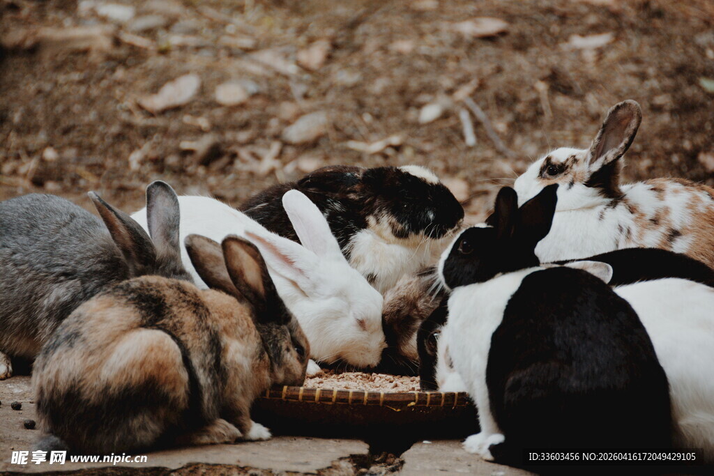 群兔聚集进食场景