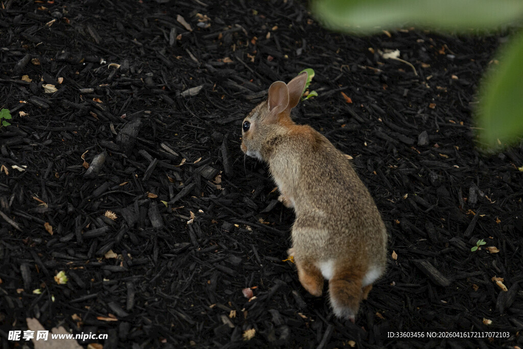 站立眺望的可爱小松鼠