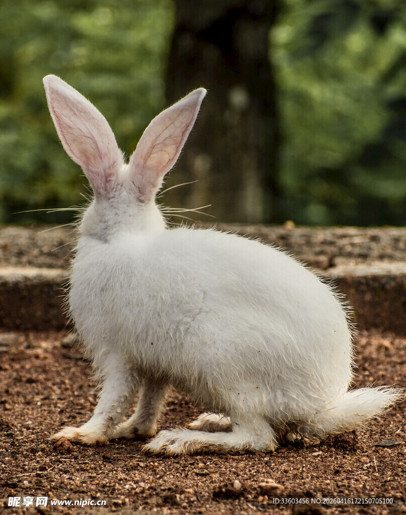 白兔蹲坐于户外泥土上
