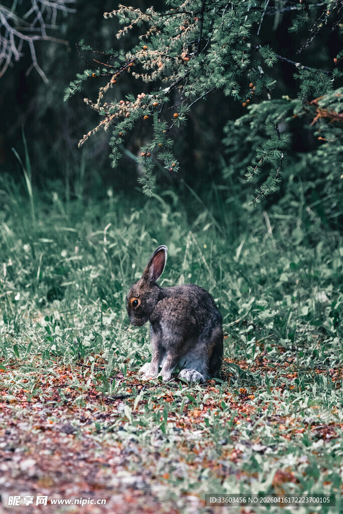 草地上的可爱野兔